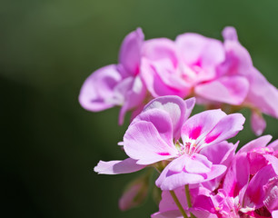 pink geranium close up