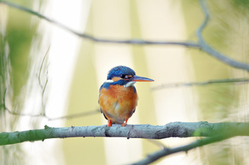 止まり木のカワセミ