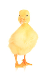 Cute duckling isolated on white