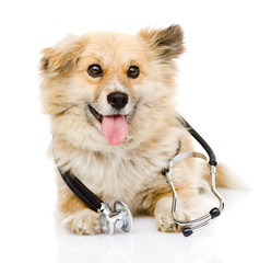 dog with a stethoscope on his neck. isolated on white background