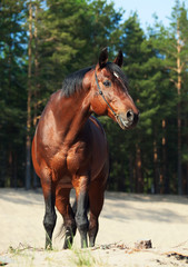 Beautiful Trakehner stallion in pine forest