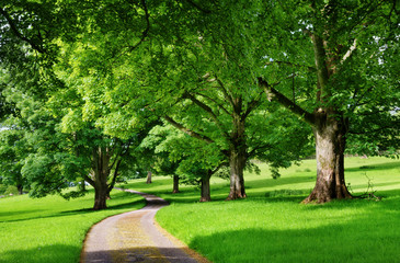 Fototapeta na wymiar Narrow road running through an avenue of trees