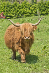 Highland cow