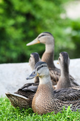 Female ducks