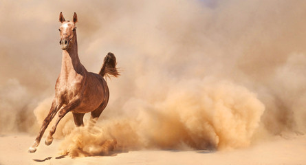 Arabian horse running out of the Desert Storm - 53101843
