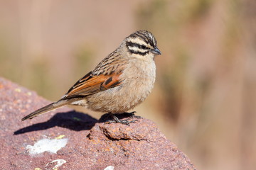 Cape Bunting