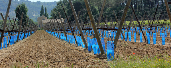 Plantation viticole