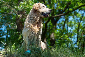 Obraz premium Retriver