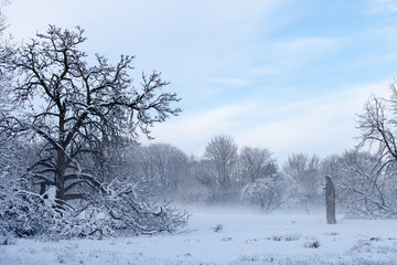 Fototapeta na wymiar Winter, christmas card scene, frosty cold with trees and fog
