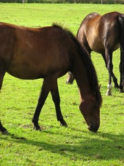 chevaux