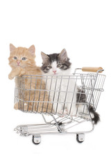 Zwei Kätzchen im Einkaufswagen