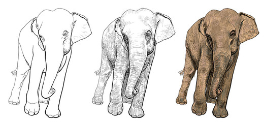 Fototapeta premium The vector of asia elephant