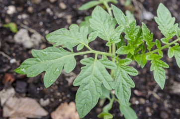 Tomato seedling