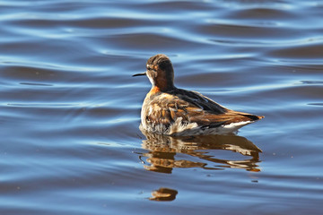 Little Stint