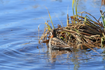 Little Stint