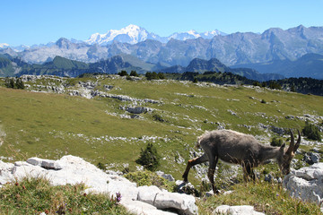 Naklejka premium bouquetin