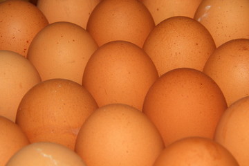 Chicken's eggs