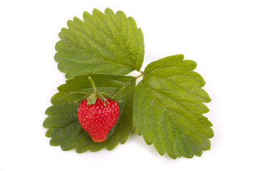 Red strawberry on green leaves.