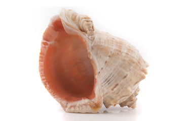 Seashell on a white background