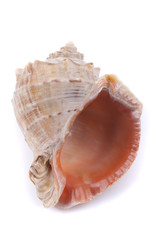 Seashell on a white background