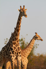 African Giraffes