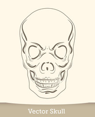 vector ink skull