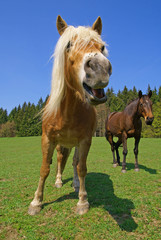 Smiling horse on green meadow