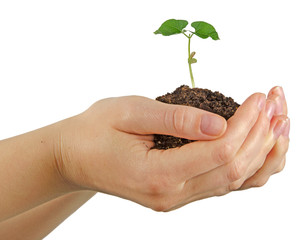 Bean seedling in hands