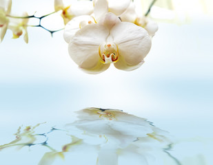 Orchid with reflection.