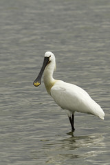 Common Spoonbill looking for food - Platalea leucorodia