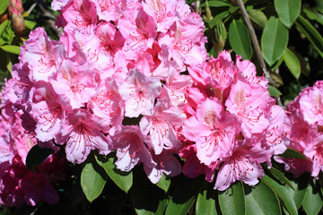 Beautiful rhododendron flowers in the park