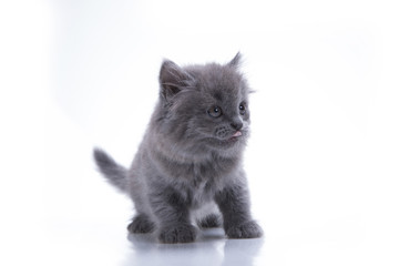 Little gray kitten playing