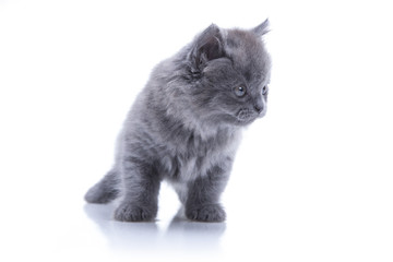 kitten playing isolated on white background