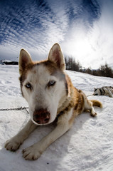Sleedog, Siberian Husky