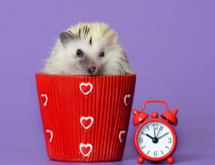 hedgehog © kislovas