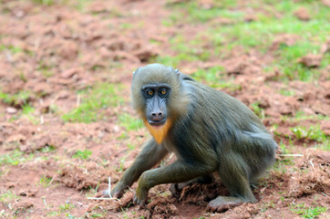Mandrill