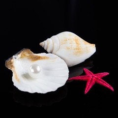 seashell with pearl on black background
