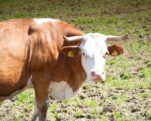 k&uuml;he auf der wiese