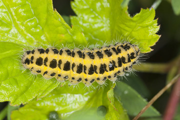 Six-spot Burnet, Zygaena filipendulae larva feeding on leaf