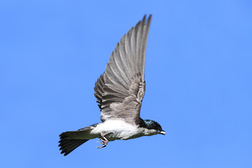 Tree Swallow In Flight
