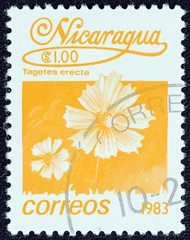 Mexican marigold (Tagetes erecta) (Nicaragua 1983)