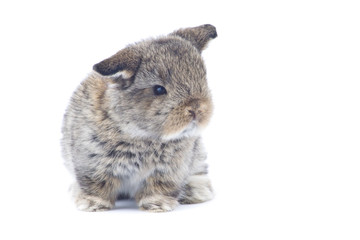 Obraz premium Rabbit