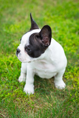 French bulldog puppy on the grass