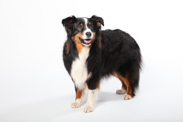 Australian Shepherd
