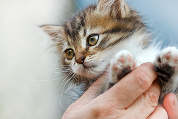 Cute kitten in the hands of woman