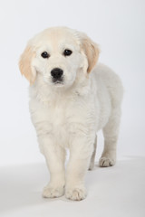 Golden Rteriever Welpe