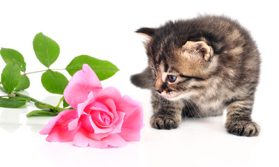 cute one month old kitten with a rose