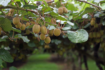 Kiwis auf einer Plantage