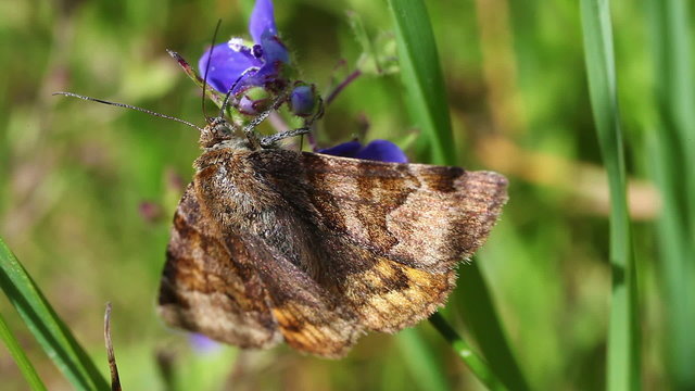 Braune Tageule - Euclidia glyphica