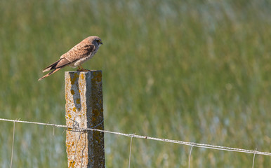 Common Kestrel